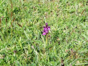 Green-winged Orchid (2)_tn